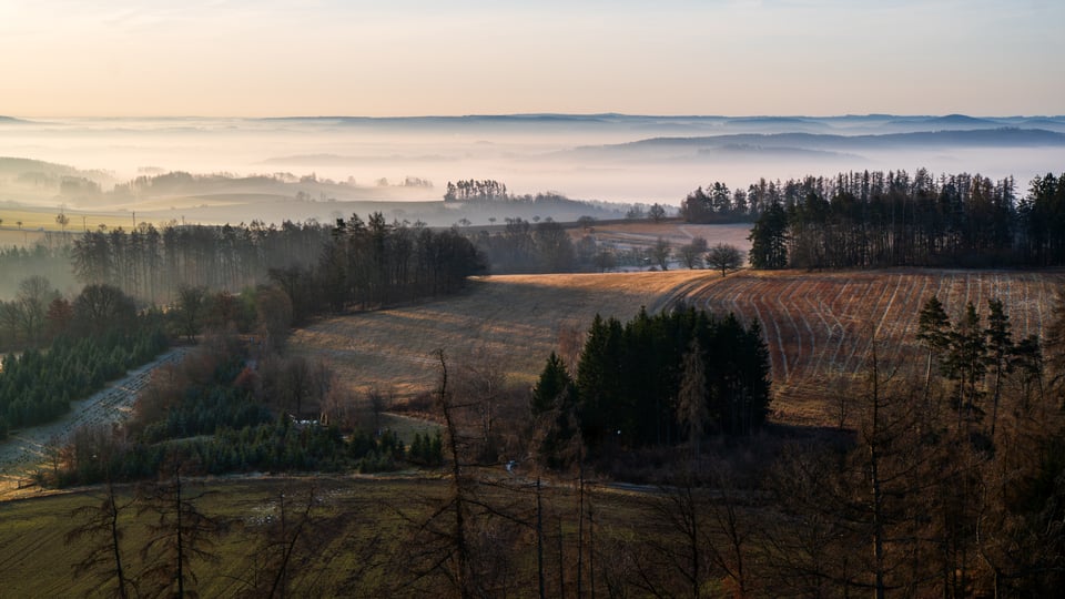 Mlha nad poli s ostrůvky stromů