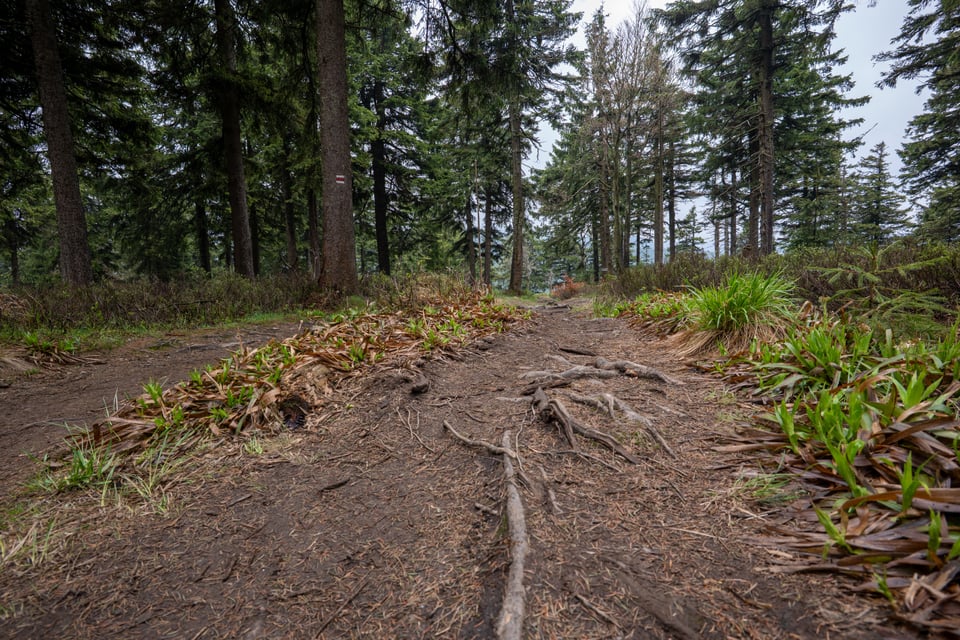 Lesní stezka s kořeny vedoucí jehličnatým lesem